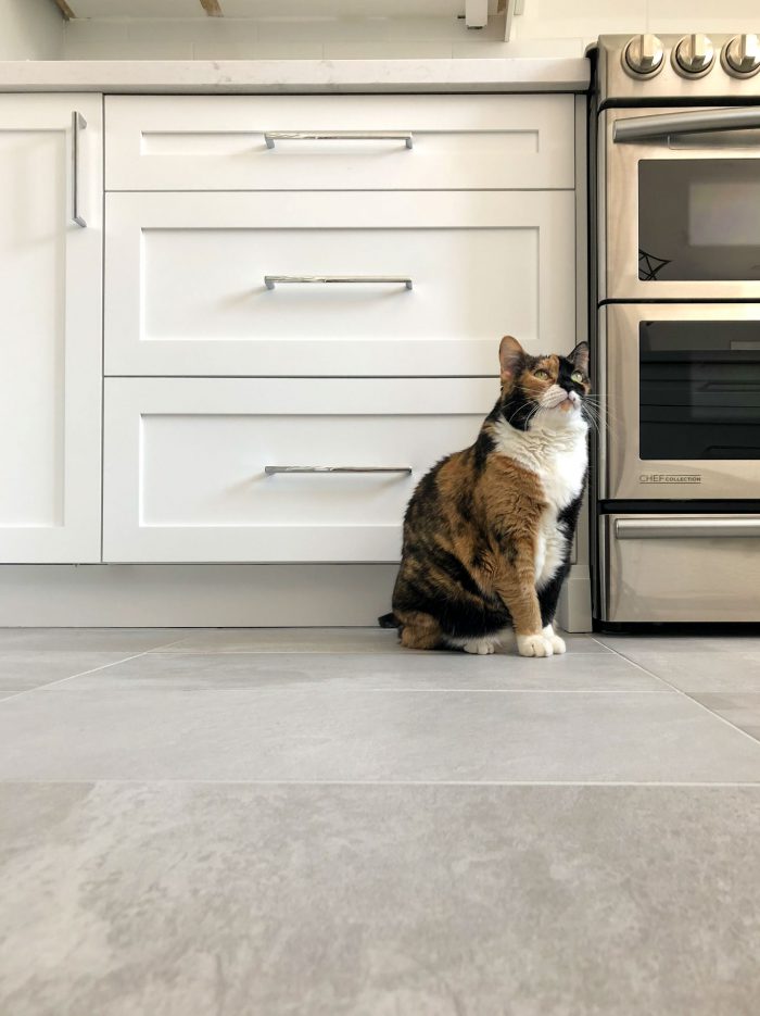 a cat sits in front of a custom kitchen drawer